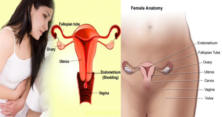 Alimentação Durante a Menstruação