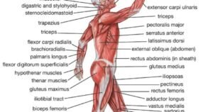 Massa Muscular