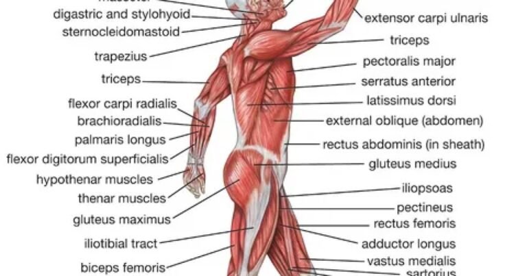 Massa Muscular